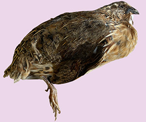 dried quail